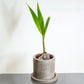 Coconut Palm (Cocos nucifera) in a 6 inch pot. Indoor plant for sale by Promise Supply for delivery and pickup in Toronto