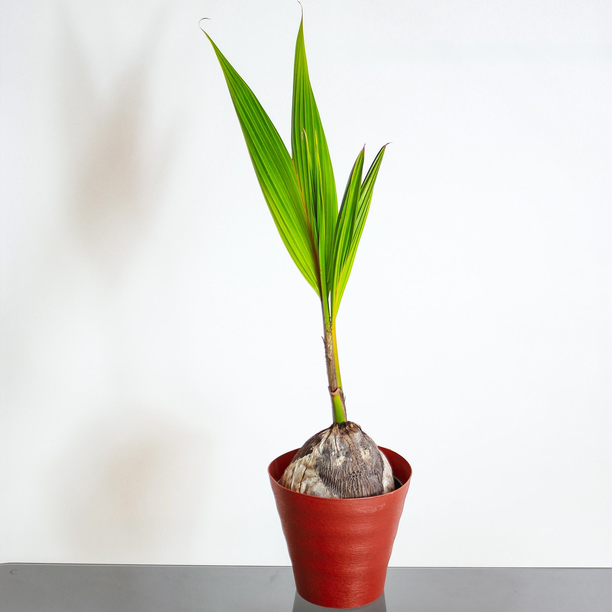 Coconut Palm (Cocos nucifera) in a 6 inch pot. Indoor plant for sale by Promise Supply for delivery and pickup in Toronto