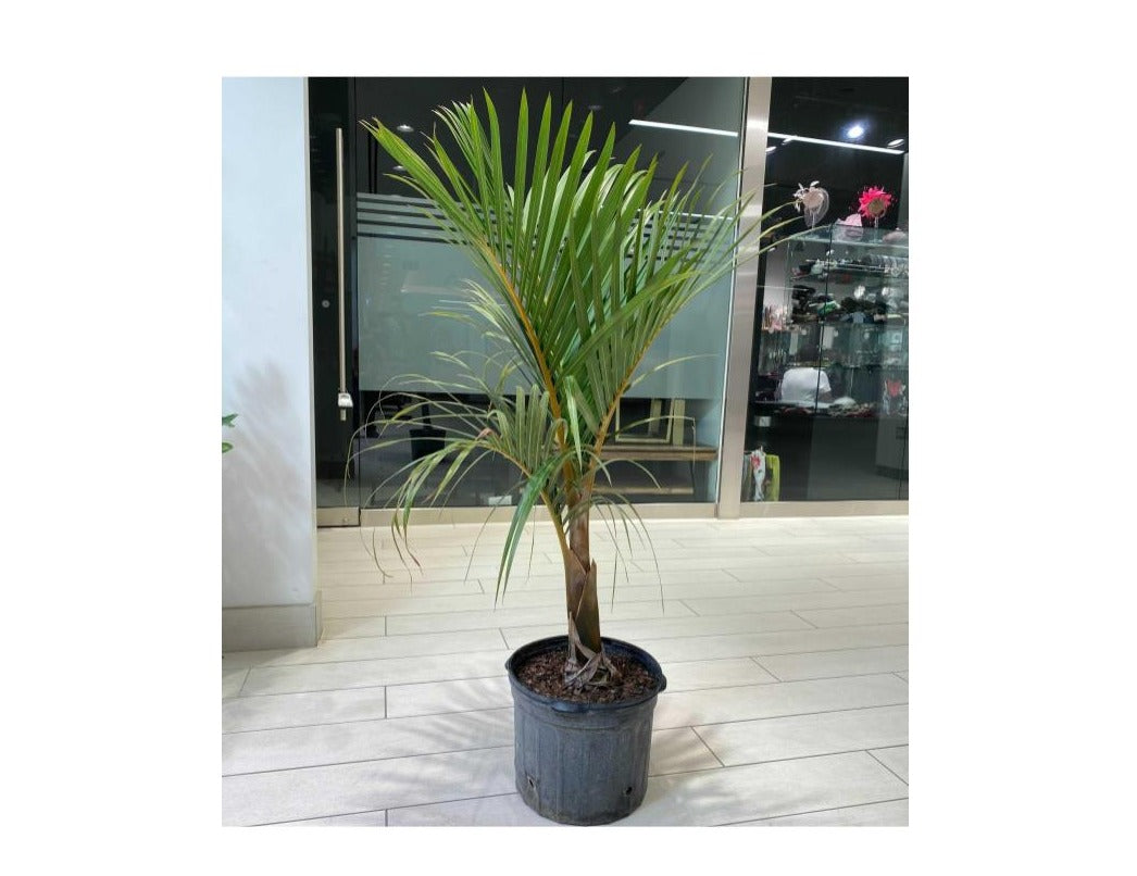 Spindle Palm (Hyophorbe verschaffeltii) in a 10 inch pot. Indoor plant for sale by Promise Supply for delivery and pickup in Toronto
