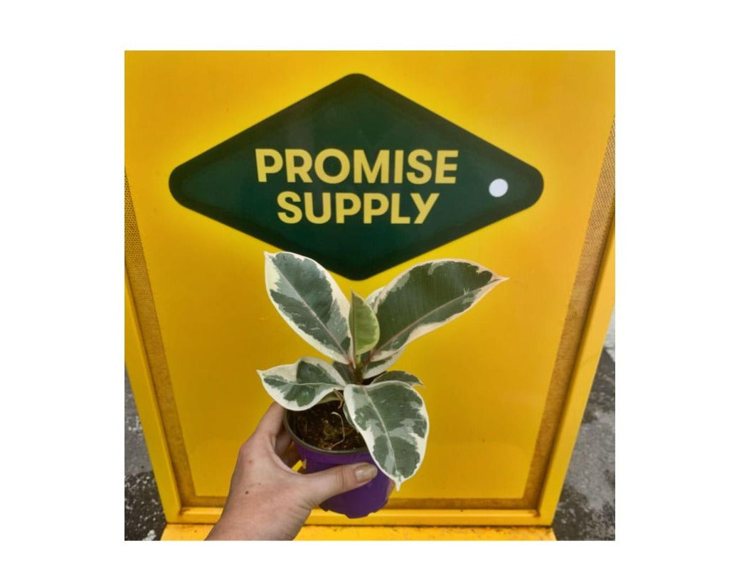 Tineke Rubber Plant (Ficus elastica) in a 4 inch pot. Indoor plant for sale by Promise Supply for delivery and pickup in Toronto