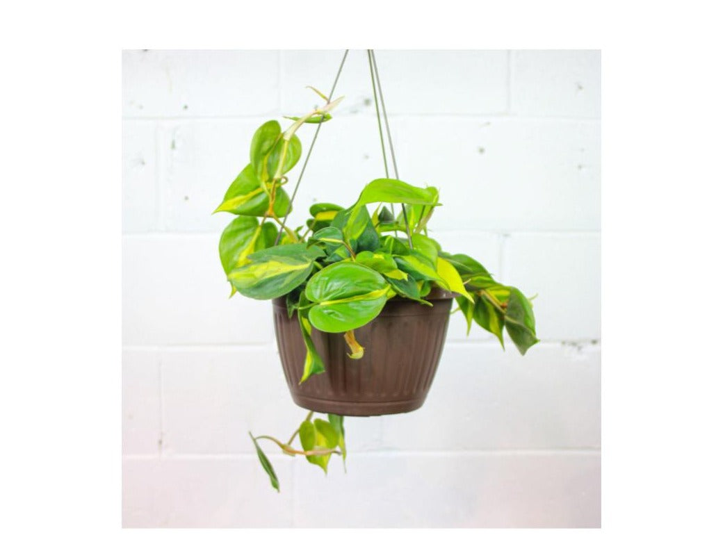 Heart Leaf Philo Brasil (Philodendron cordatum) in a 6 inch pot. Indoor plant for sale by Promise Supply for delivery and pickup in Toronto