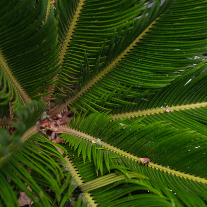 Cycas revoluta (Sago Palm) in a 1 inch pot. Indoor plant for sale by Promise Supply for delivery and pickup in Toronto