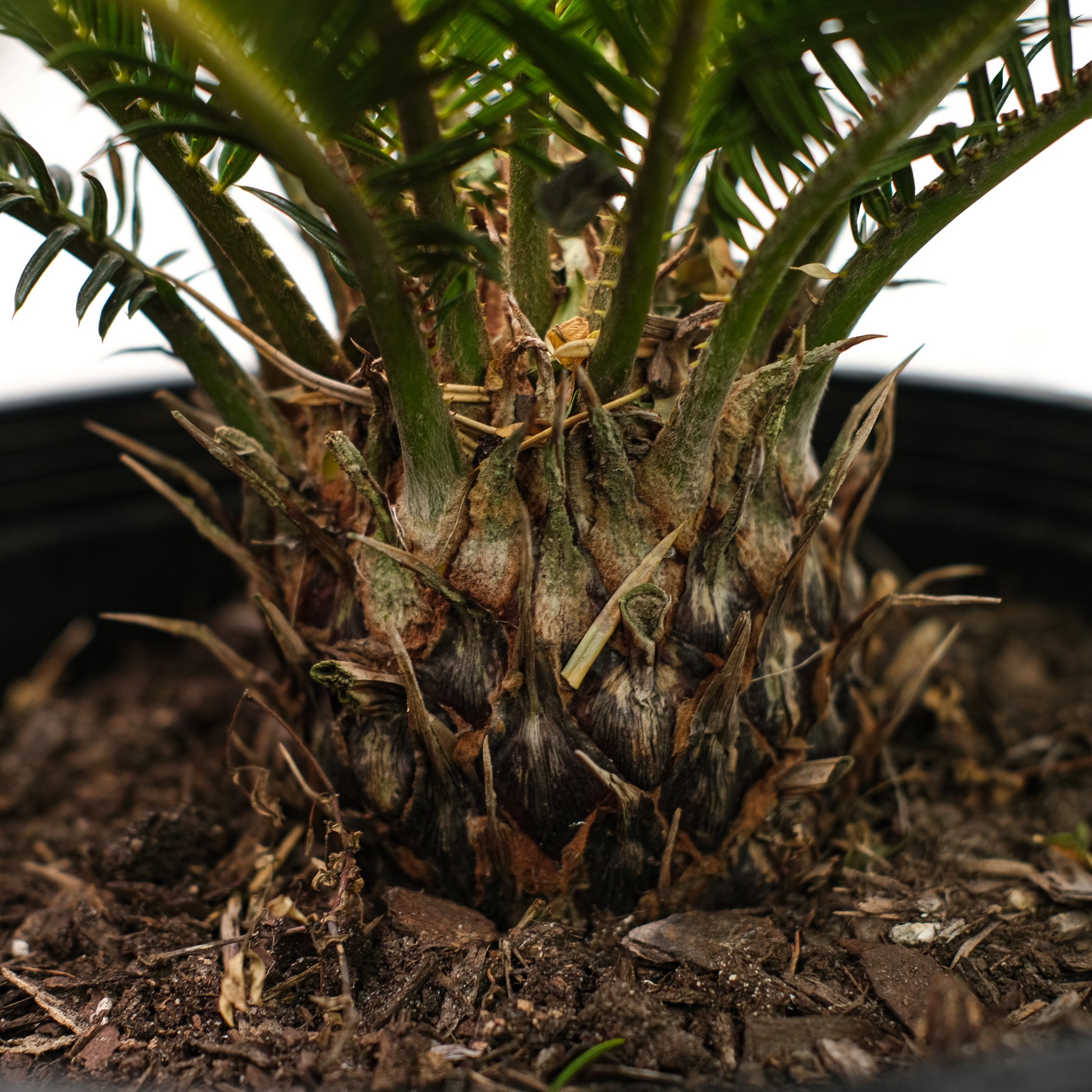 Cycas revoluta (Sago Palm) in a 1 inch pot. Indoor plant for sale by Promise Supply for delivery and pickup in Toronto