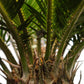 Sago Palm (Cycas revoluta) in a 14 inch pot. Indoor plant for sale by Promise Supply for delivery and pickup in Toronto