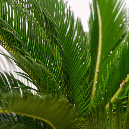 Cycas revoluta (Sago Palm) in a 1 inch pot. Indoor plant for sale by Promise Supply for delivery and pickup in Toronto