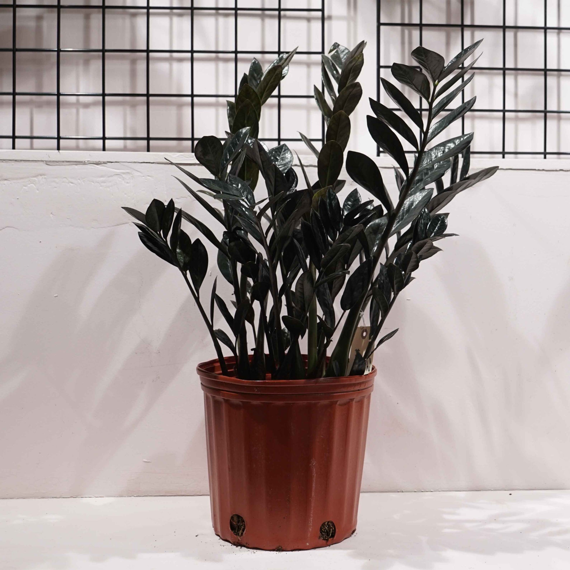 raven zz plant nz Black Raven ZZ Plant: Zamioculcas - 10" Pot