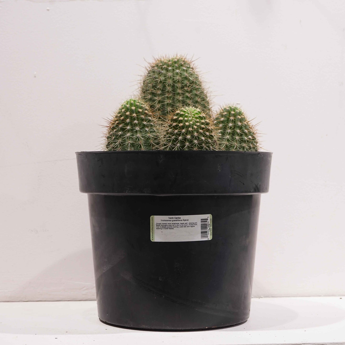 Torch Cactus (Trichocereus grandiflorus) in a 10 inch pot. Indoor plant for sale by Promise Supply for delivery and pickup in Toronto