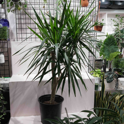 Madagascar Dragon tree, Dragon Tree, Tarzan Dragon Tree (Dracaena marginata) in a 14 inch pot. Indoor plant for sale by Promise Supply for delivery and pickup in Toronto