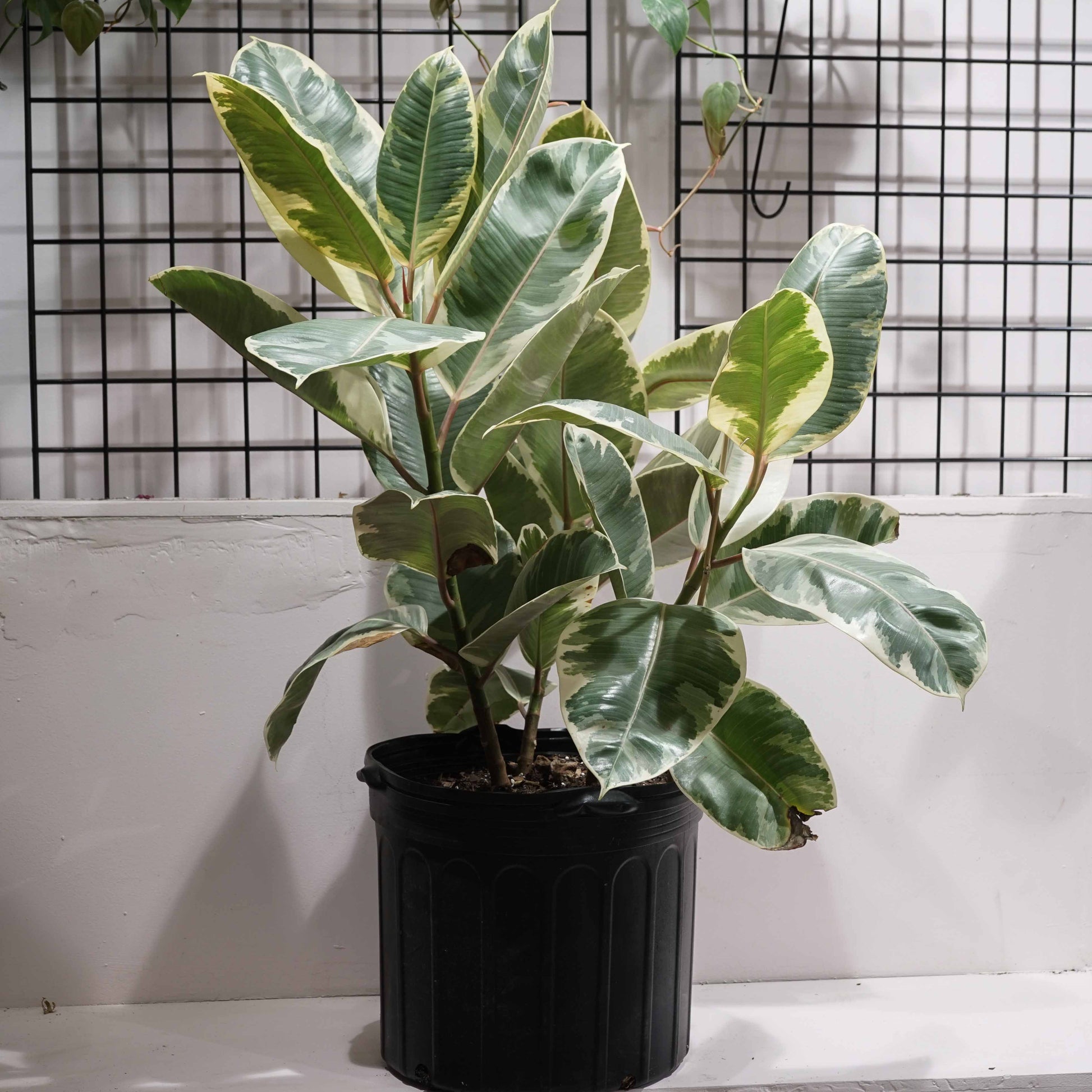 Tineke Rubber Tree, (Ficus elastica) in a 14 inch pot. Indoor plant for sale by Promise Supply for delivery and pickup in Toronto