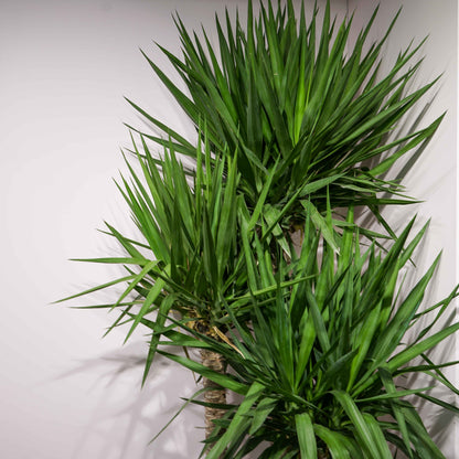 Yucca Staggered (Yucca gigantea) in a 17 inch pot. Indoor plant for sale by Promise Supply for delivery and pickup in Toronto