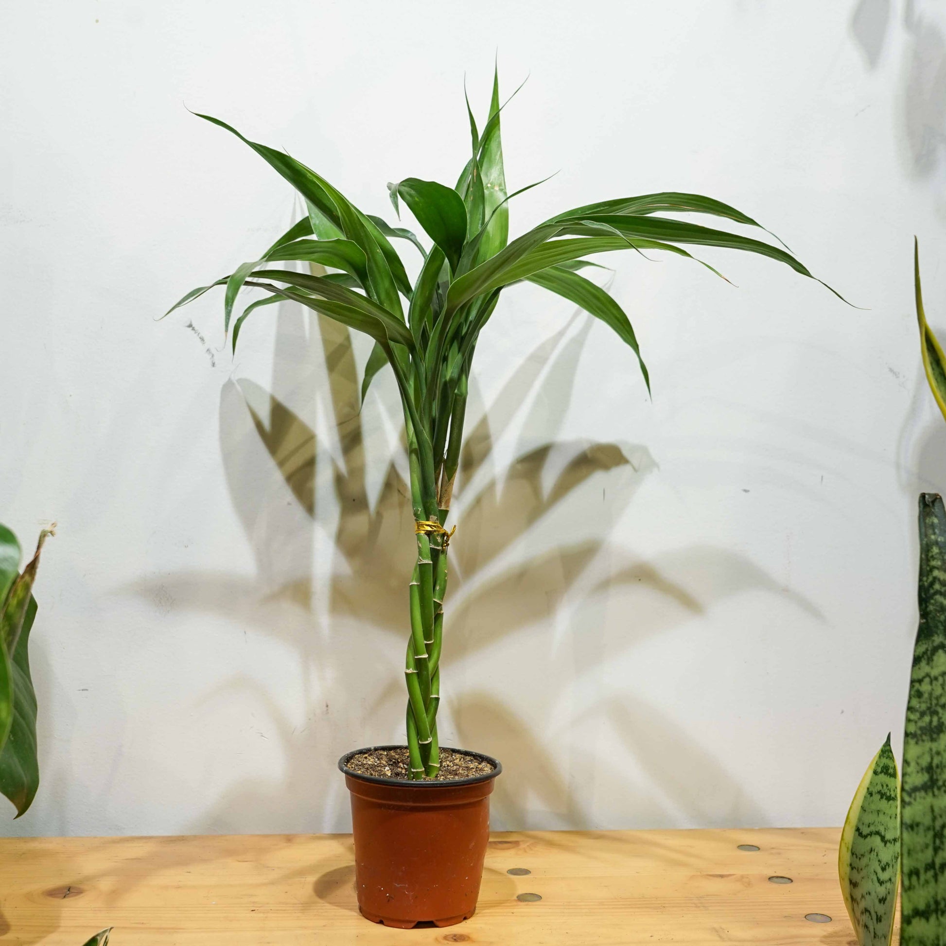braided lucky bamboo plant Lucky Bamboo 5 Stem Dracaena - 4" Pot