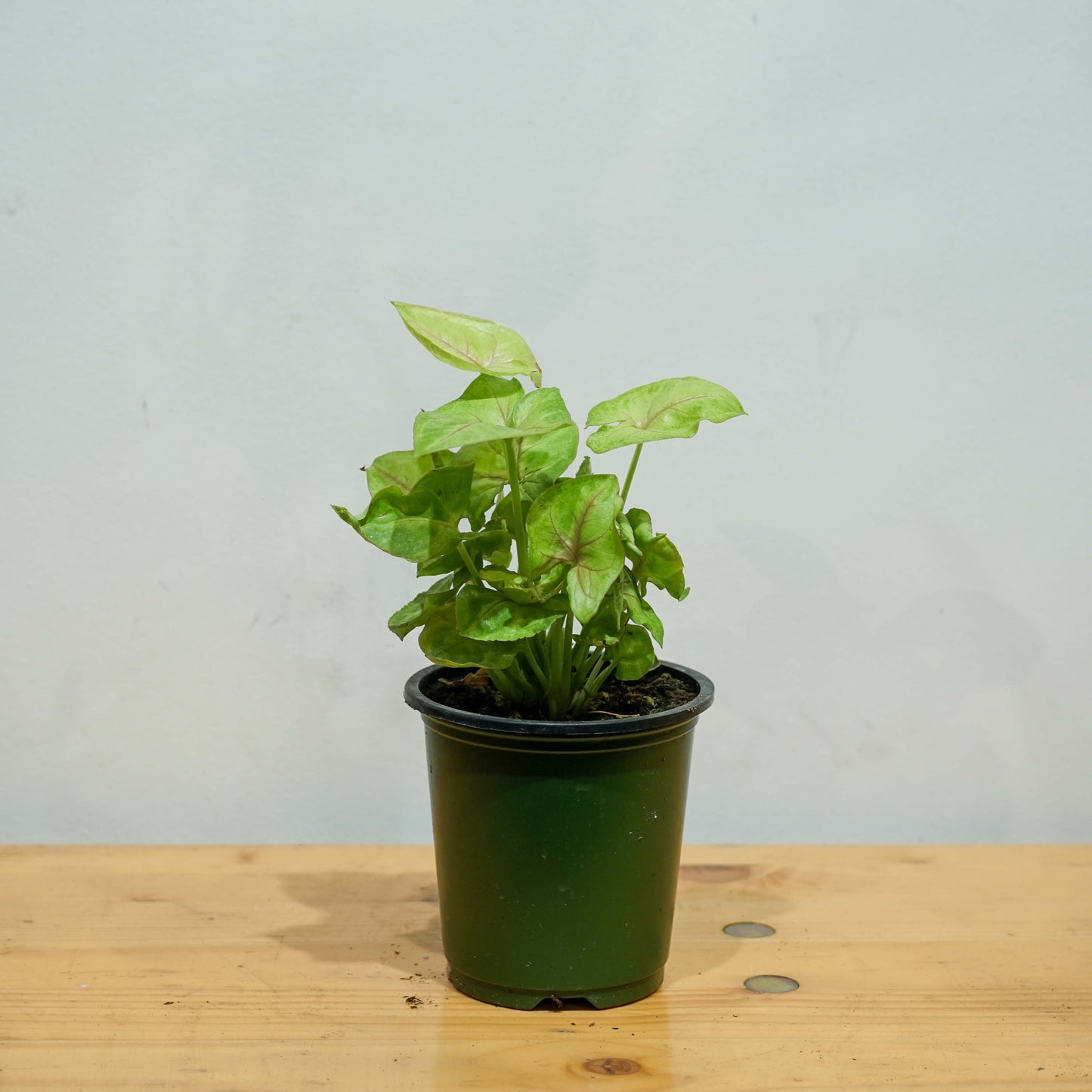 Neon Arrowhead Plant (Syngonium podophyllum) in a 4 inch pot. Indoor plant for sale by Promise Supply for delivery and pickup in Toronto