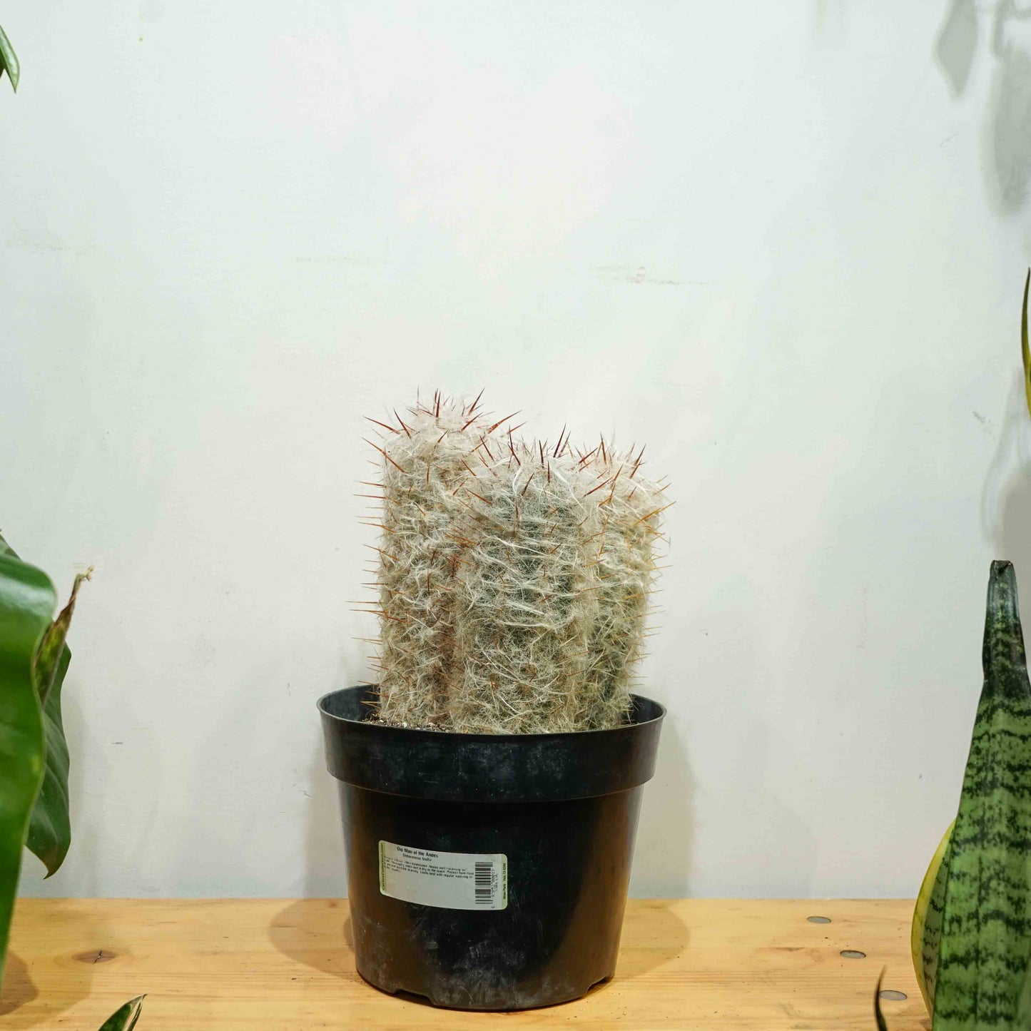 Old Man of the Andes Cactus (Oreocereus) in a 8 inch pot. Indoor plant for sale by Promise Supply for delivery and pickup in Toronto