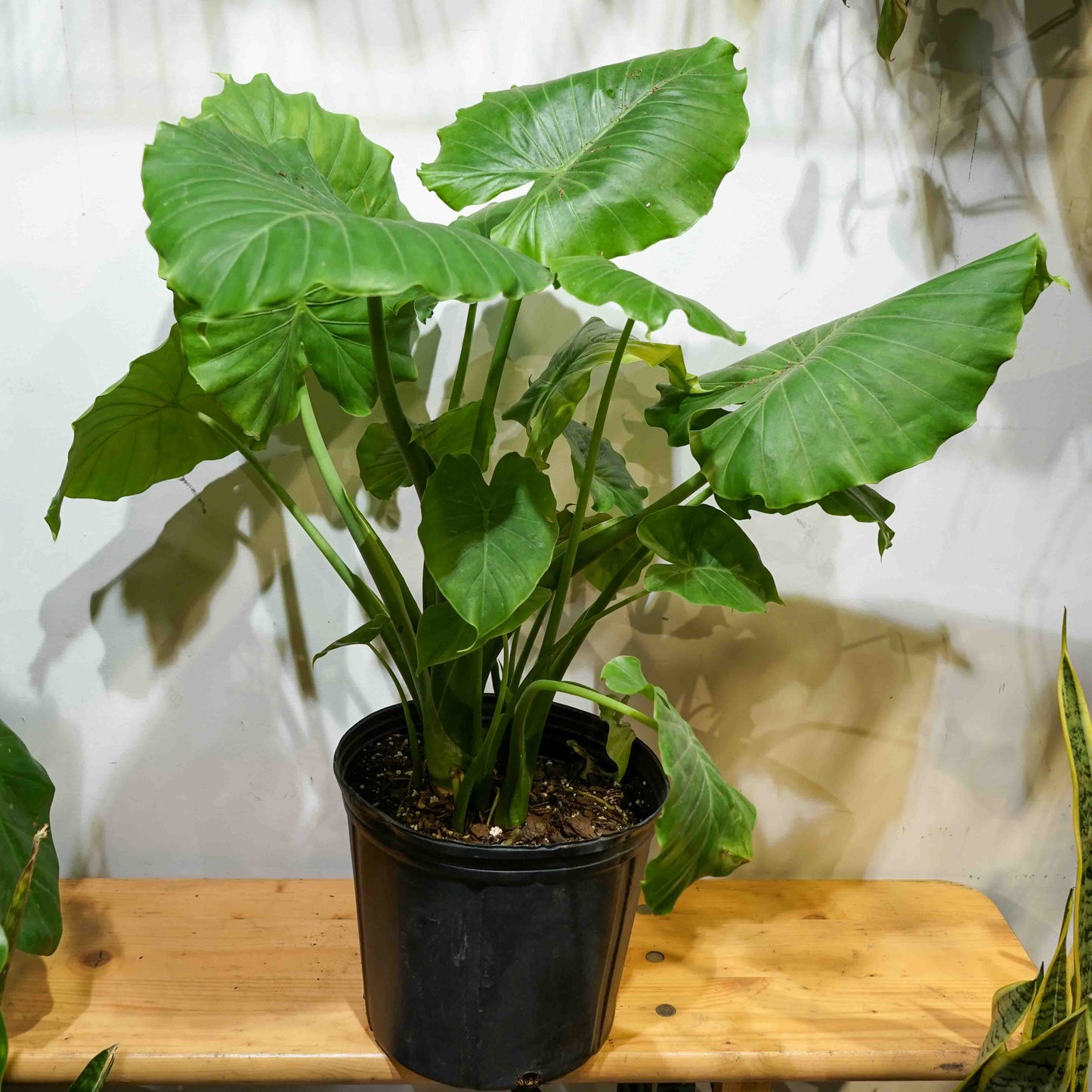 Elephant Ear (Alocasia odora 'California') in a 10 inch pot. Indoor plant for sale by Promise Supply for delivery and pickup in Toronto