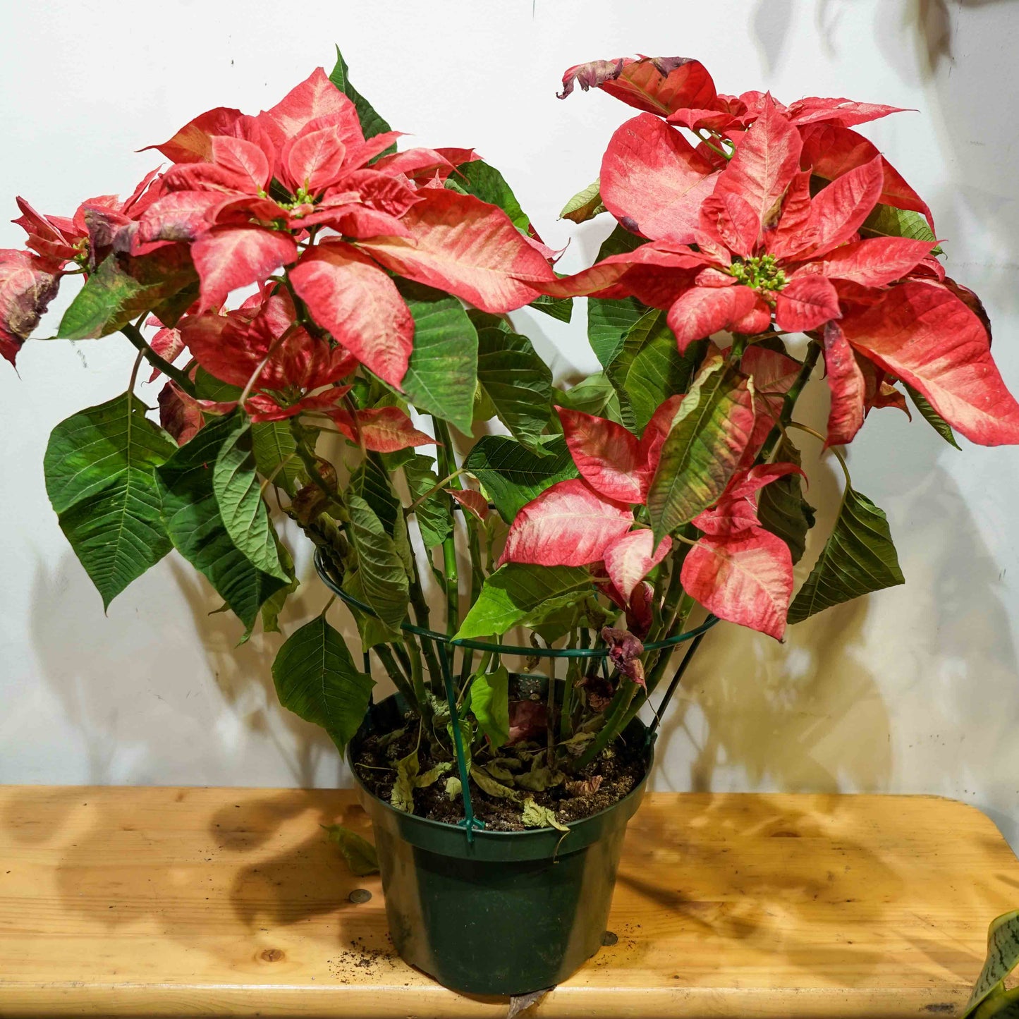 Poinsettia (Euphorbia pulcherrima) in a 8 inch pot. Indoor plant for sale by Promise Supply for delivery and pickup in Toronto