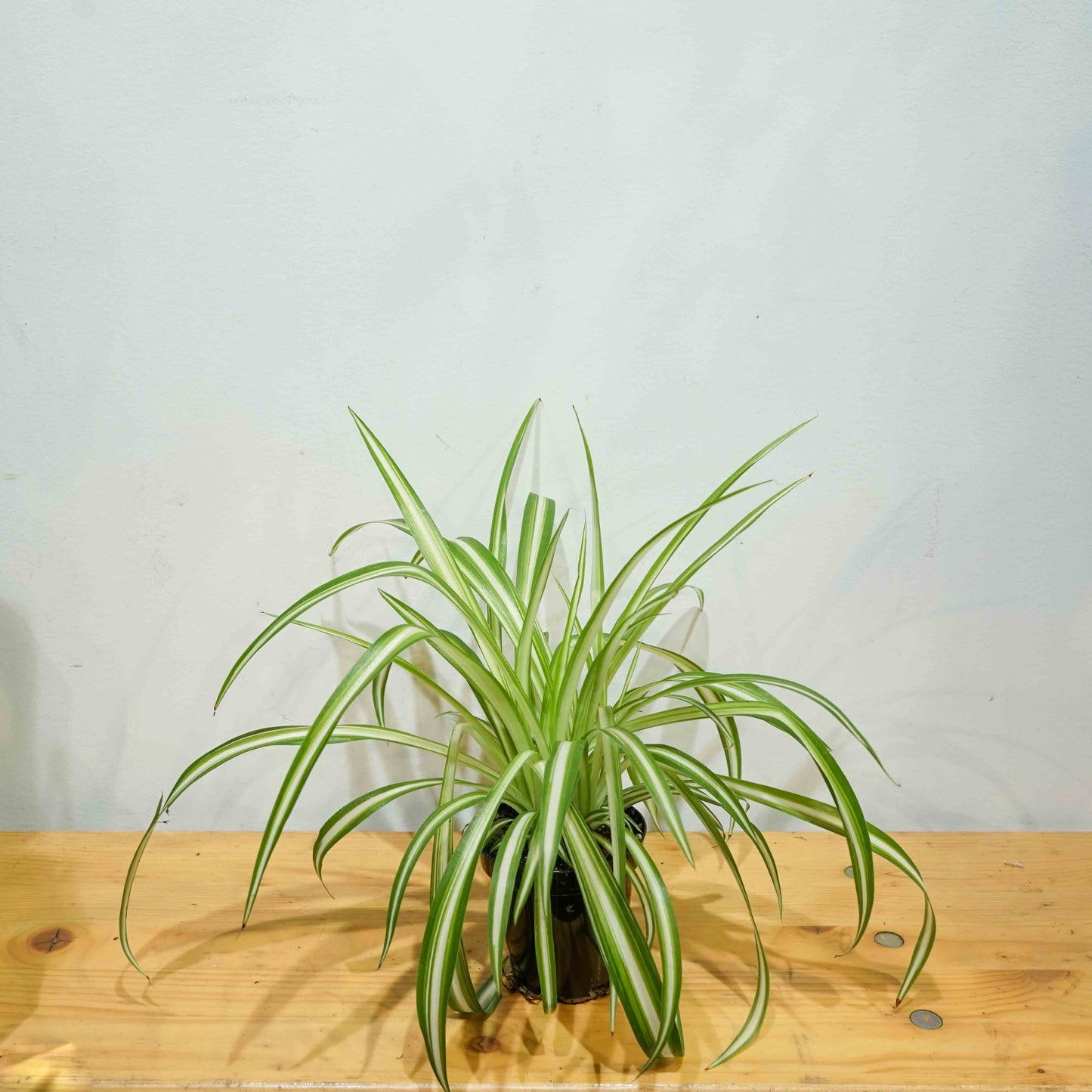 Spider Plant (Chlorophytum comosum) in a 4 inch pot. Indoor plant for sale by Promise Supply for delivery and pickup in Toronto