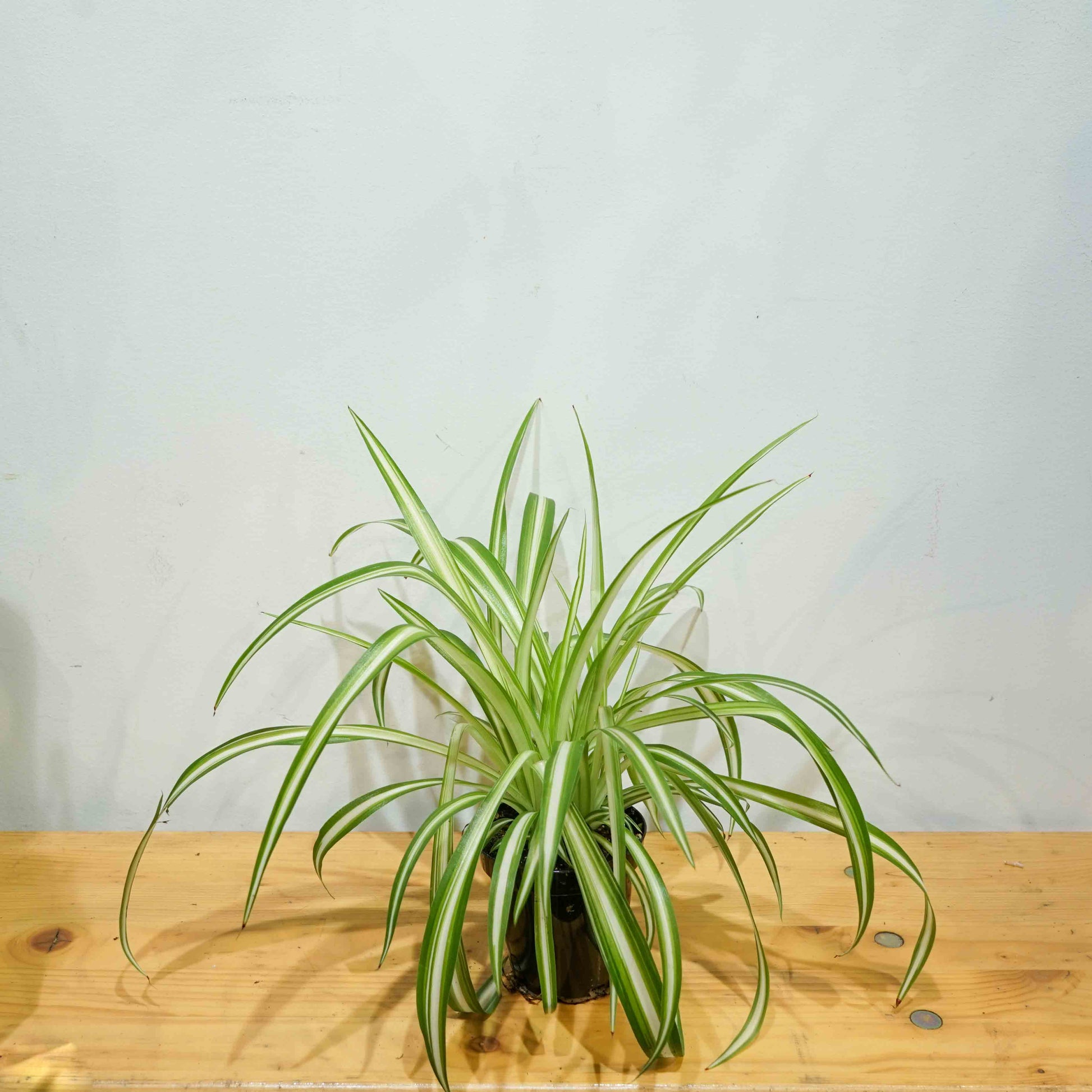 4 inch spider plant Spider Plant: Chlorophytum Comosum - 4" Pot