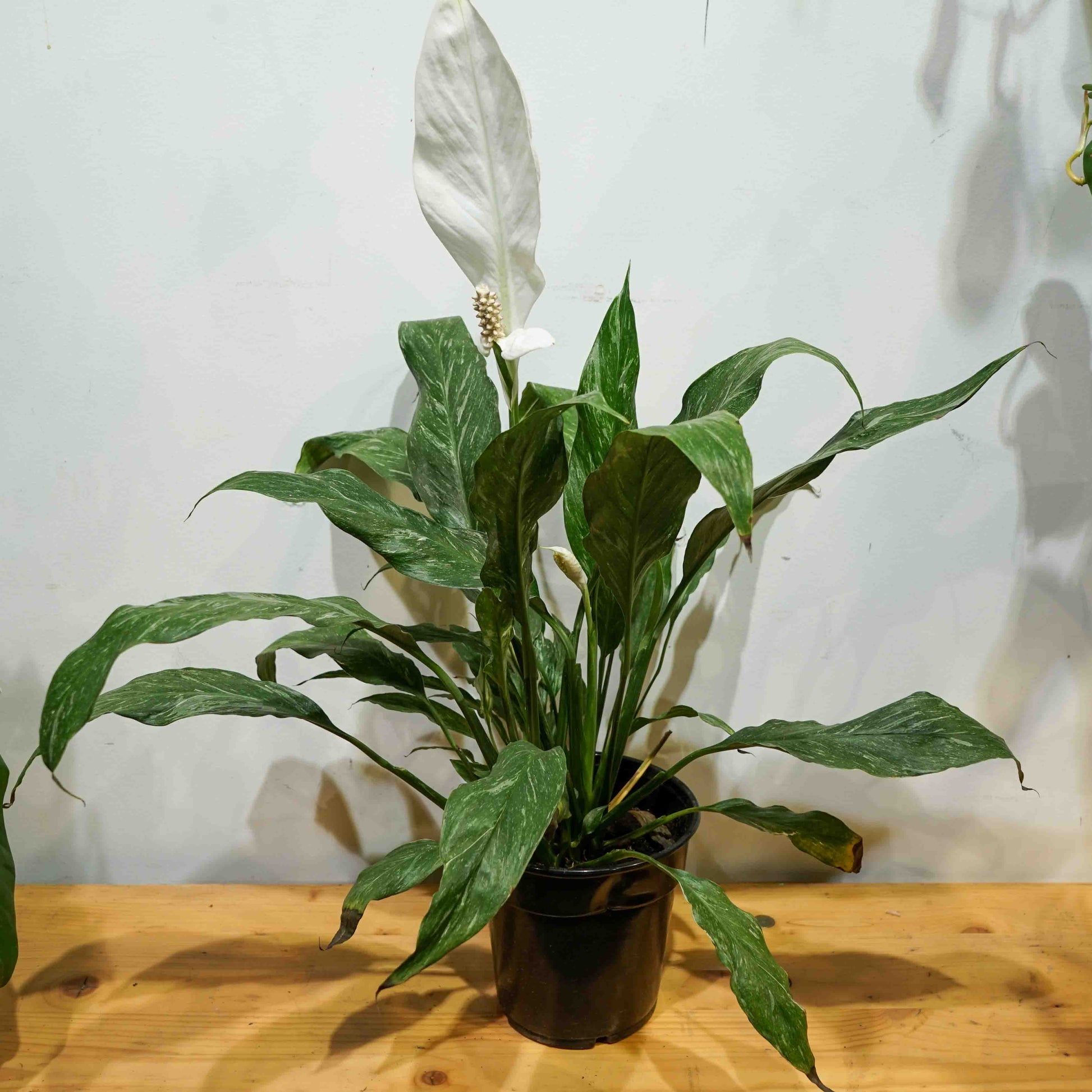 Variegated Peace Lily (Spathiphyllum) in a 6 inch pot. Indoor plant for sale by Promise Supply for delivery and pickup in Toronto