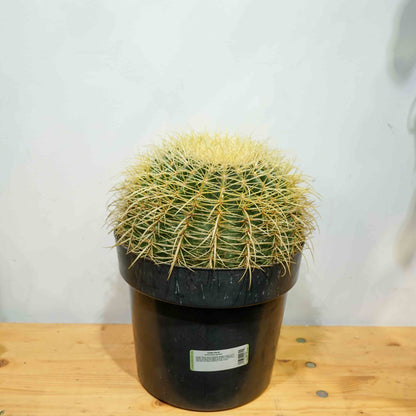 Golden Barrel Cactus (Echinocactus grusonii) in a 10 inch pot. Indoor plant for sale by Promise Supply for delivery and pickup in Toronto