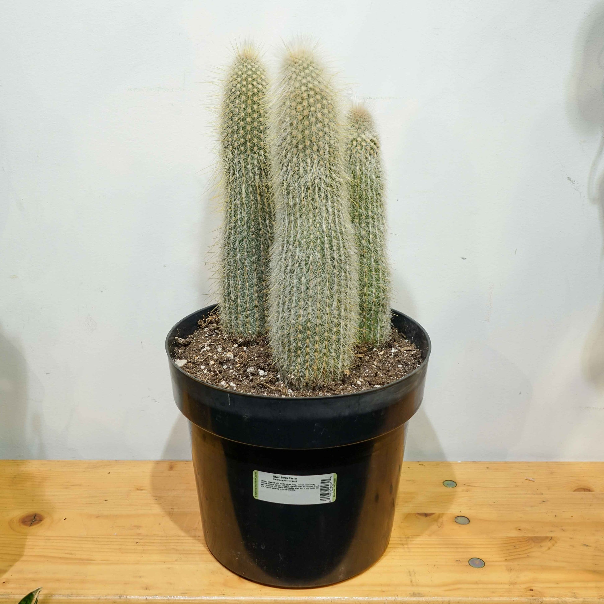 Silver Torch Cactus (Cleistocactus strausii) in a 10 inch pot. Indoor plant for sale by Promise Supply for delivery and pickup in Toronto
