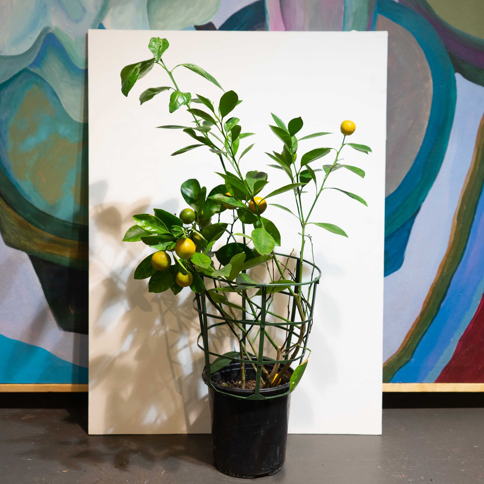 calamansi plant indoor Calamansi/Calamondin Bush - 6" Pot
