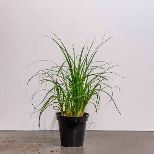 Ponytail Palm (Beaucarnea recurvata) in a 4 inch pot. Indoor plant for sale by Promise Supply for delivery and pickup in Toronto