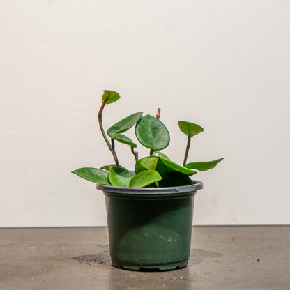 Wax Plant: Hoya carnosa 'Chelsea' - 4 inch pot — indoor plant — indoor plant for sale by Promise Supply for delivery and pickup in Toronto.