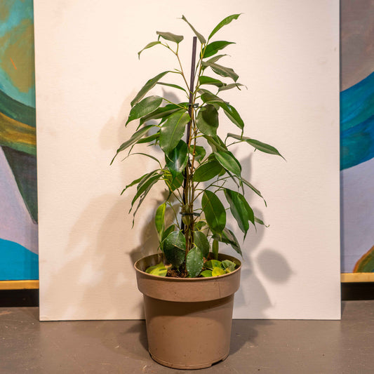 Green Weeping Fig (Ficus benjamina) in a 6 inch pot. Indoor plant for sale by Promise Supply for delivery and pickup in Toronto