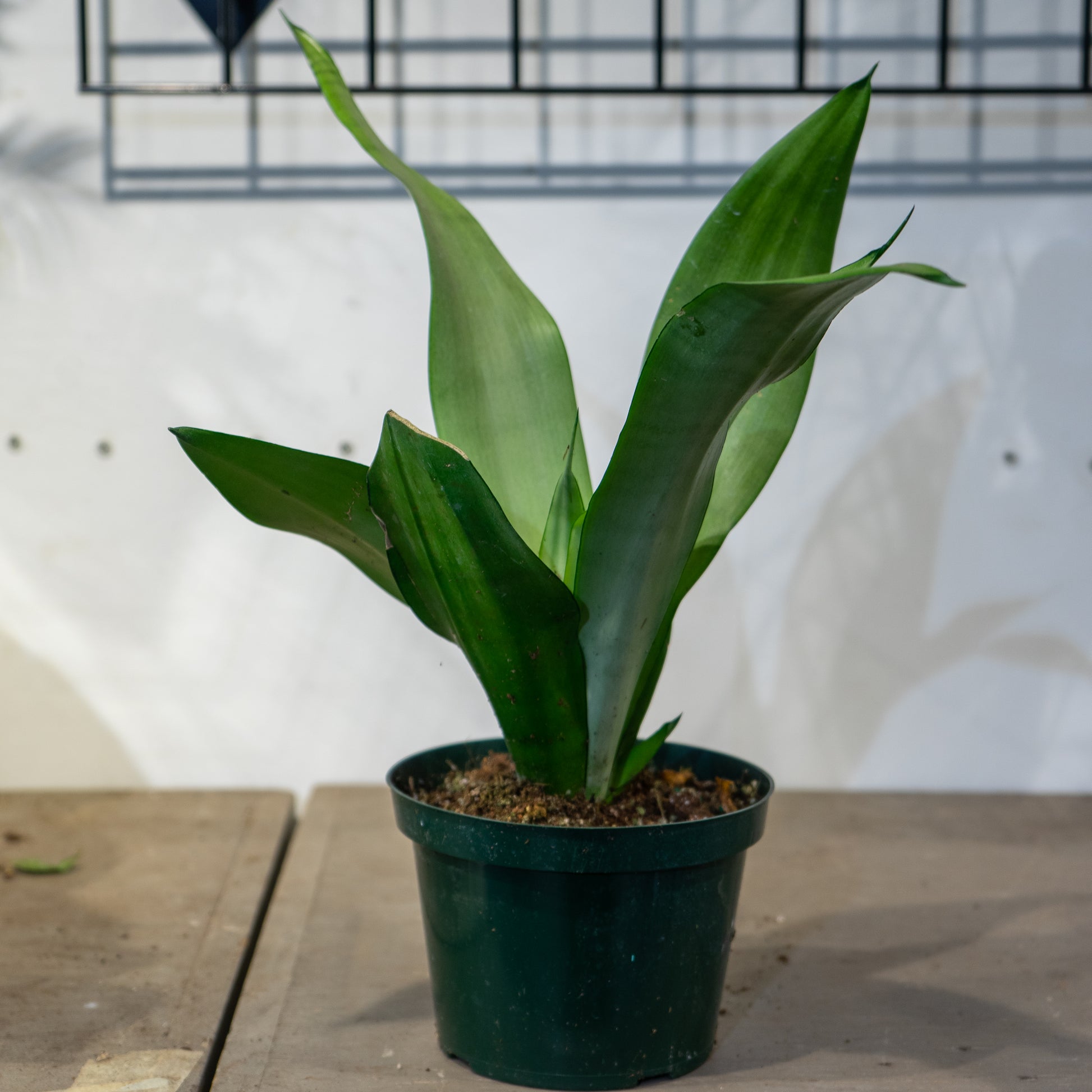 Snake Plant (Sansevieria trifasciata) in a 6 inch pot. Indoor plant for sale by Promise Supply for delivery and pickup in Toronto