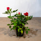 Miniature Rose (Rosa hybrid) in a 5 inch pot. Indoor plant for sale by Promise Supply for delivery and pickup in Toronto