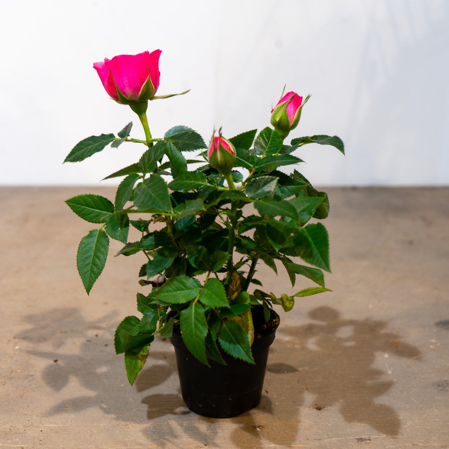 Miniature Rose (Rosa hybrid) in a 5 inch pot. Indoor plant for sale by Promise Supply for delivery and pickup in Toronto