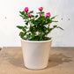 Miniature Rose (Rosa hybrid) in a 5 inch pot. Indoor plant for sale by Promise Supply for delivery and pickup in Toronto