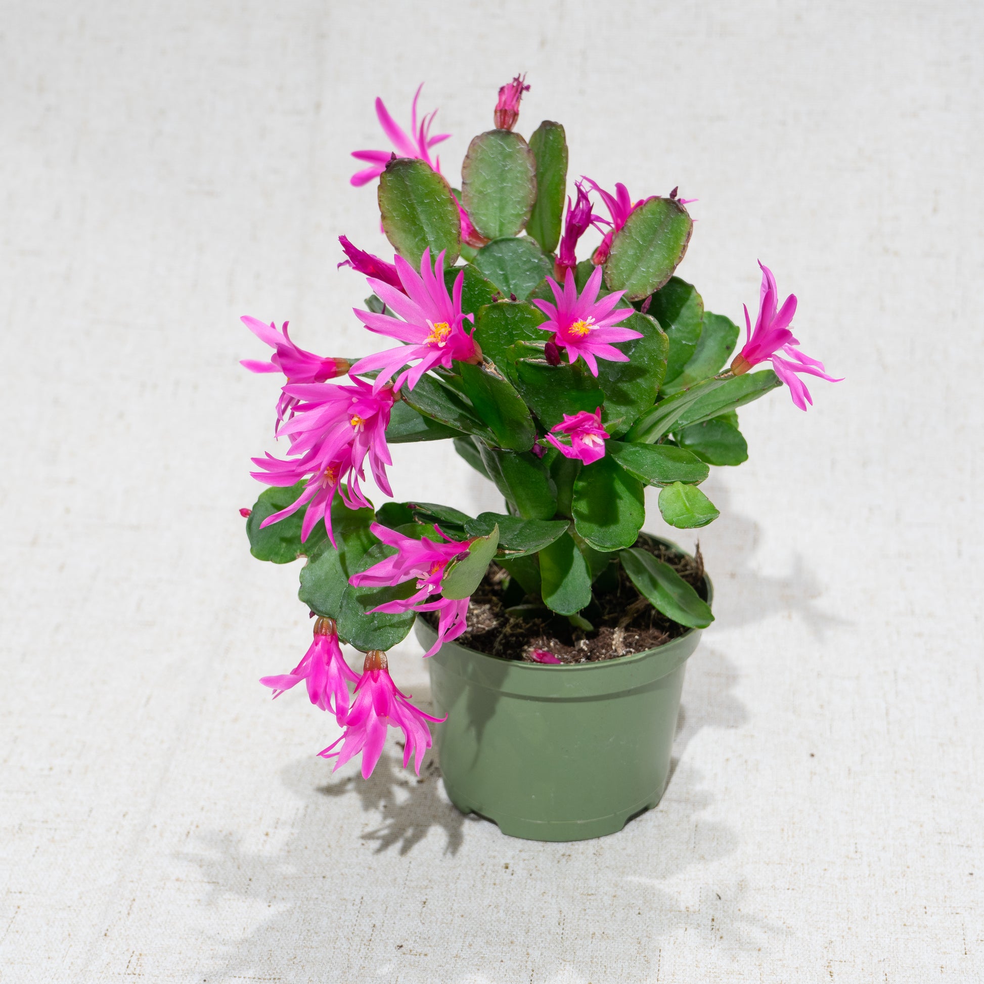 Spring Flowering Cactus (Schlumbergera bridgesii) in a 4 inch pot. Indoor plant for sale by Promise Supply for delivery and pickup in Toronto