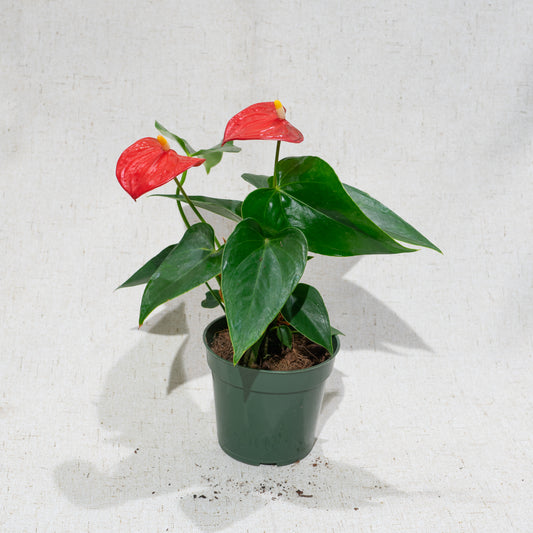  (Anthurium hookerii) in a 4 inch pot. Indoor plant for sale by Promise Supply for delivery and pickup in Toronto