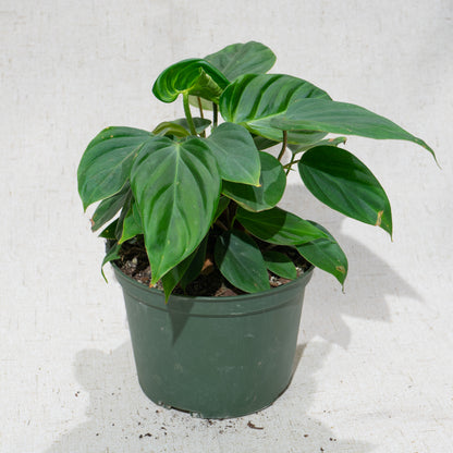 Fuzzy Petiole: Philodendron - 6 inch pot — indoor plant — indoor plant for sale by Promise Supply for delivery and pickup in Toronto.