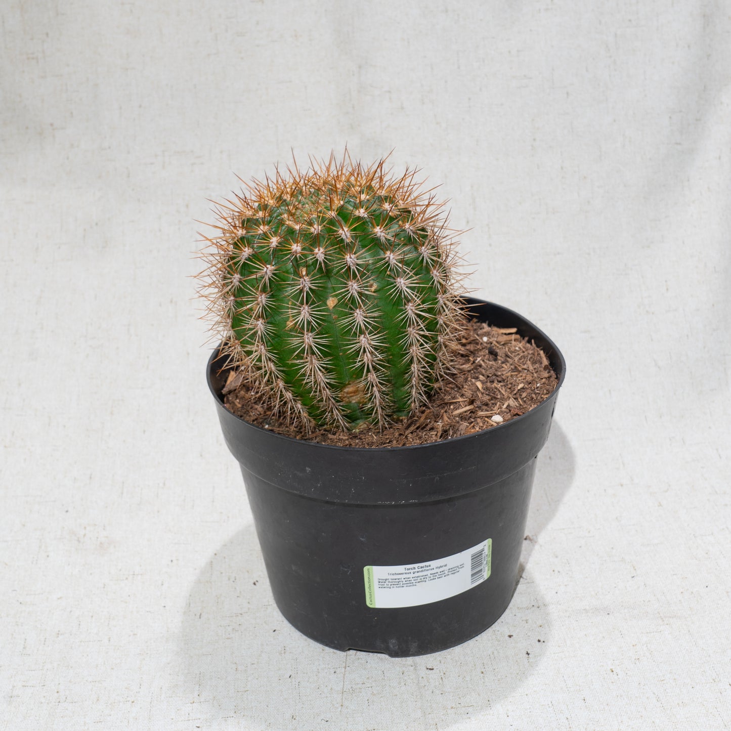 Torch Cactus (Trichocereus grandiflorus) in a 8 inch pot. Indoor plant for sale by Promise Supply for delivery and pickup in Toronto