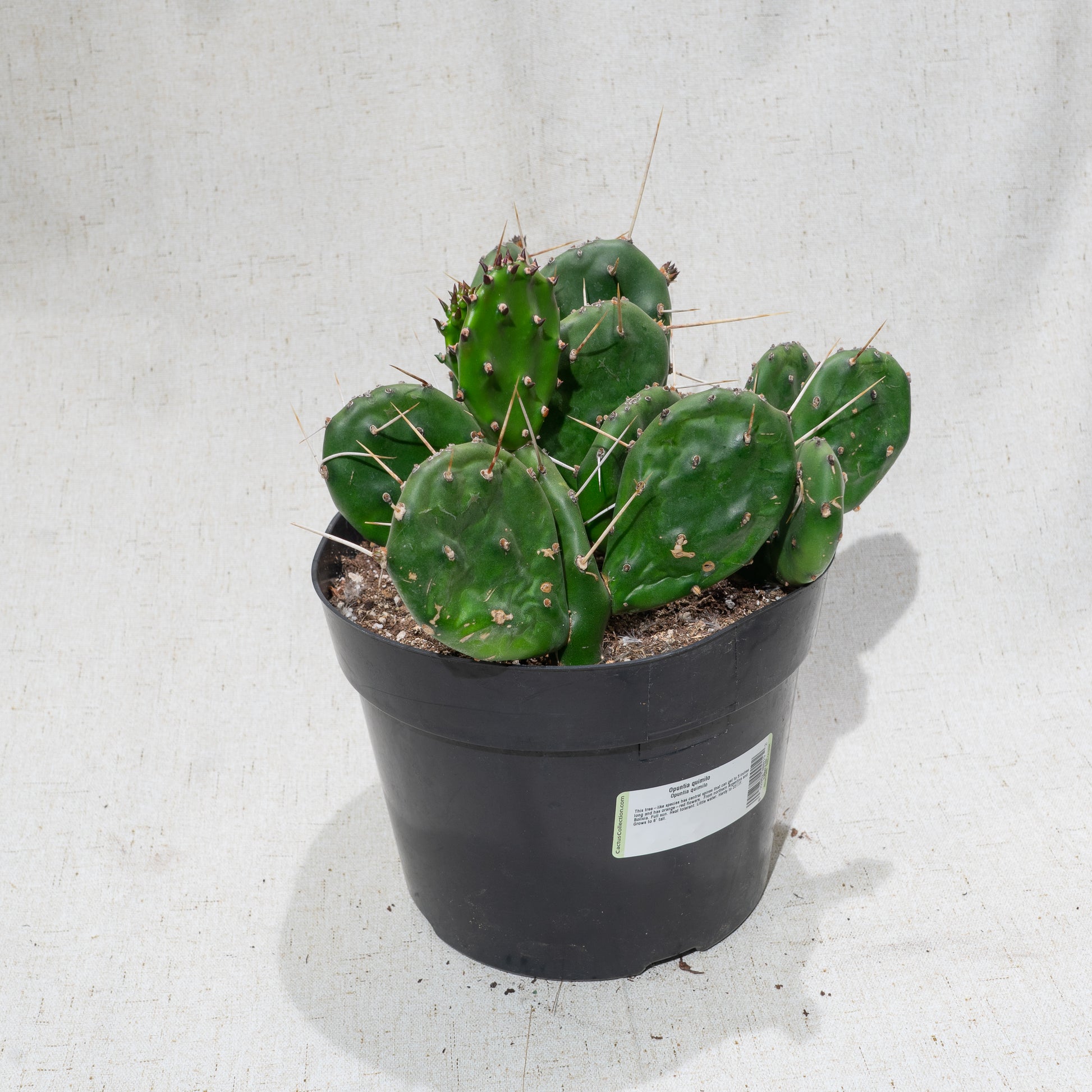 Prickly Pear (Opuntia subulata) in a 8 inch pot. Indoor plant for sale by Promise Supply for delivery and pickup in Toronto