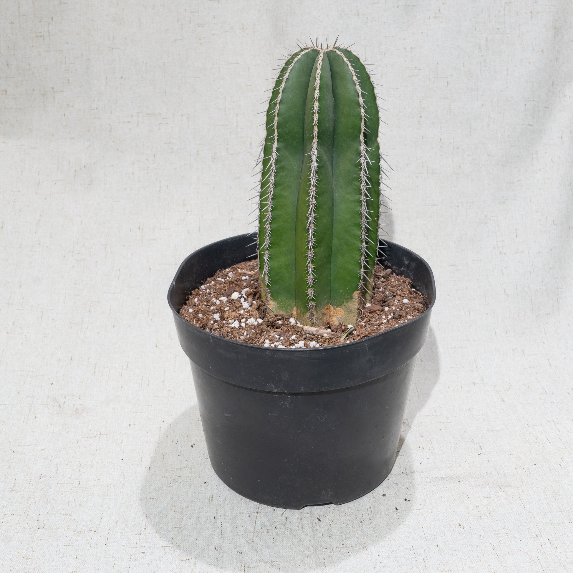 Mexican Fence Post Cactus (Lophocereus marginatus) in a 8 inch pot. Indoor plant for sale by Promise Supply for delivery and pickup in Toronto