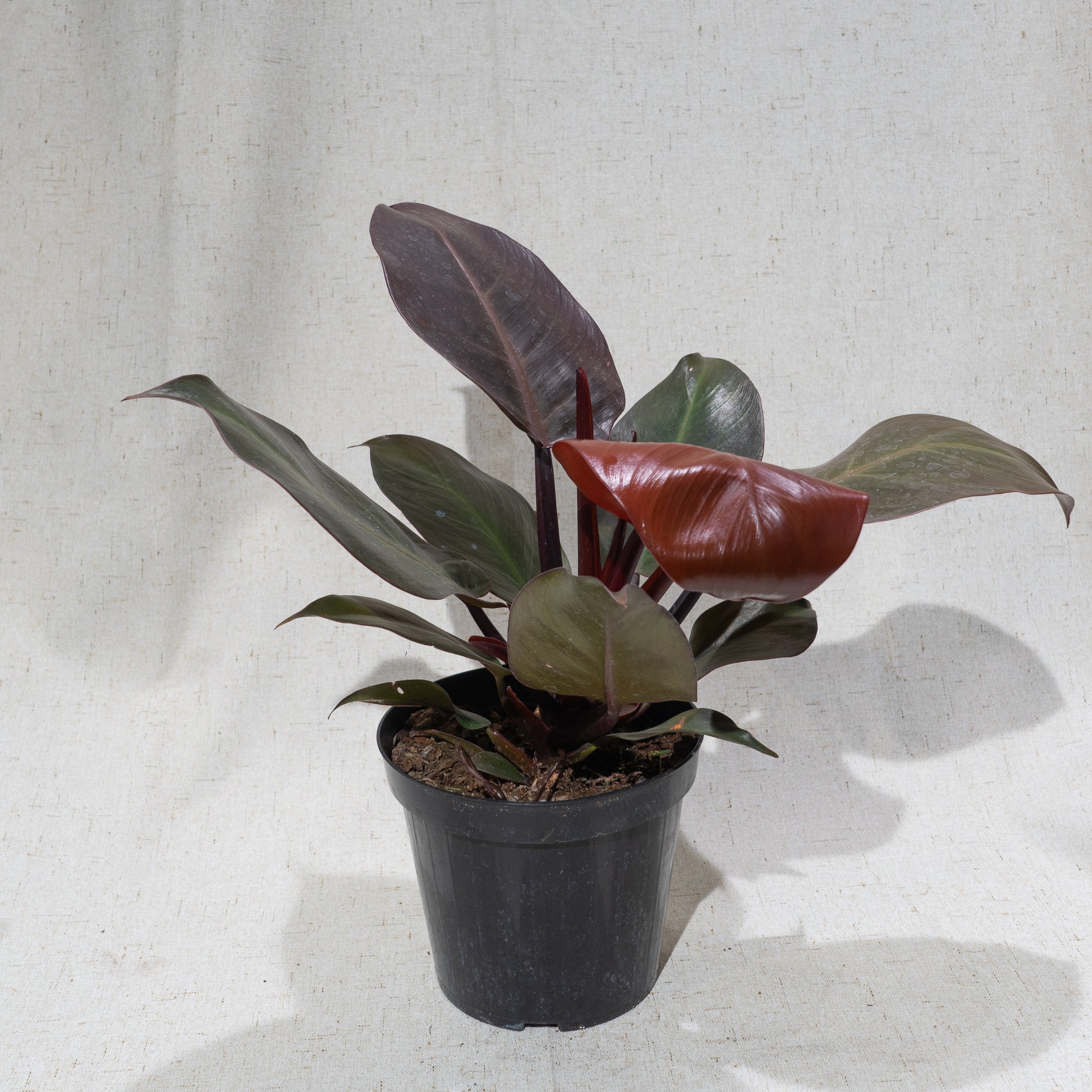 Red Imperial Philo (Philodendron) in a 6 inch pot. Indoor plant for sale by Promise Supply for delivery and pickup in Toronto
