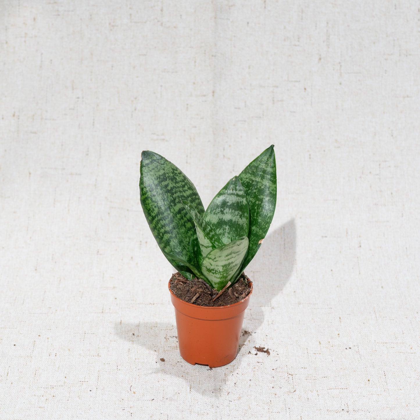 Green Birds Nest Snake Plant (Sansevieria hahnii 'Zeylanica') in a 2 inch pot. Indoor plant for sale by Promise Supply for delivery and pickup in Toronto