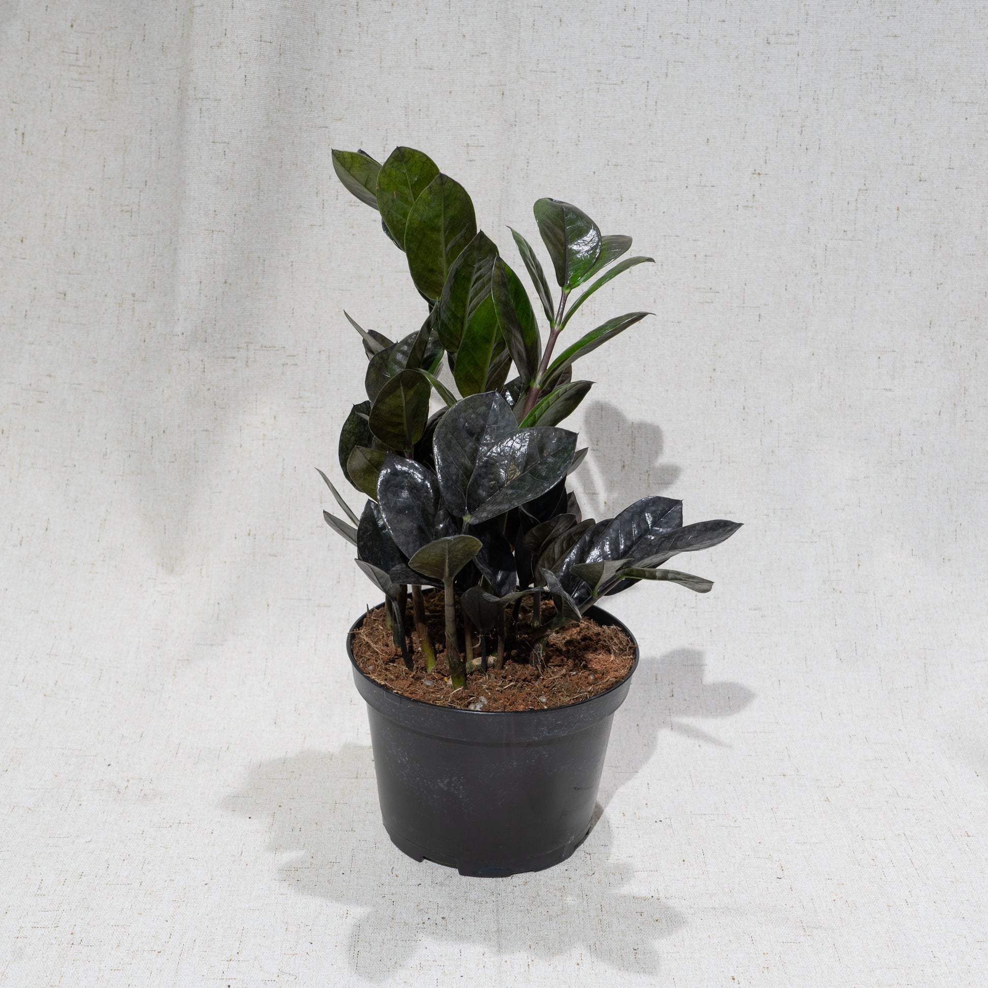 Black raven ZZ Plant (Zamioculcas zamiifolia) in a 6 inch pot. Indoor plant for sale by Promise Supply for delivery and pickup in Toronto