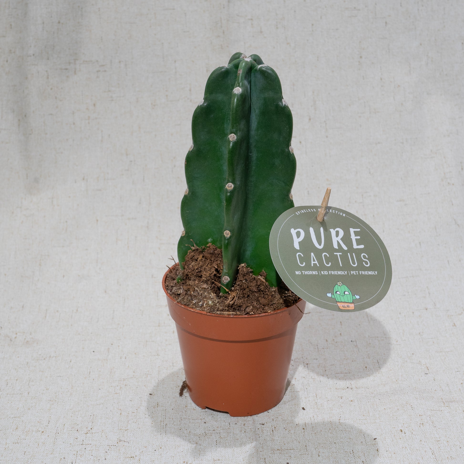 Cuddly Cactus (Cereus jamacaru) in a 5 inch pot. Indoor plant for sale by Promise Supply for delivery and pickup in Toronto
