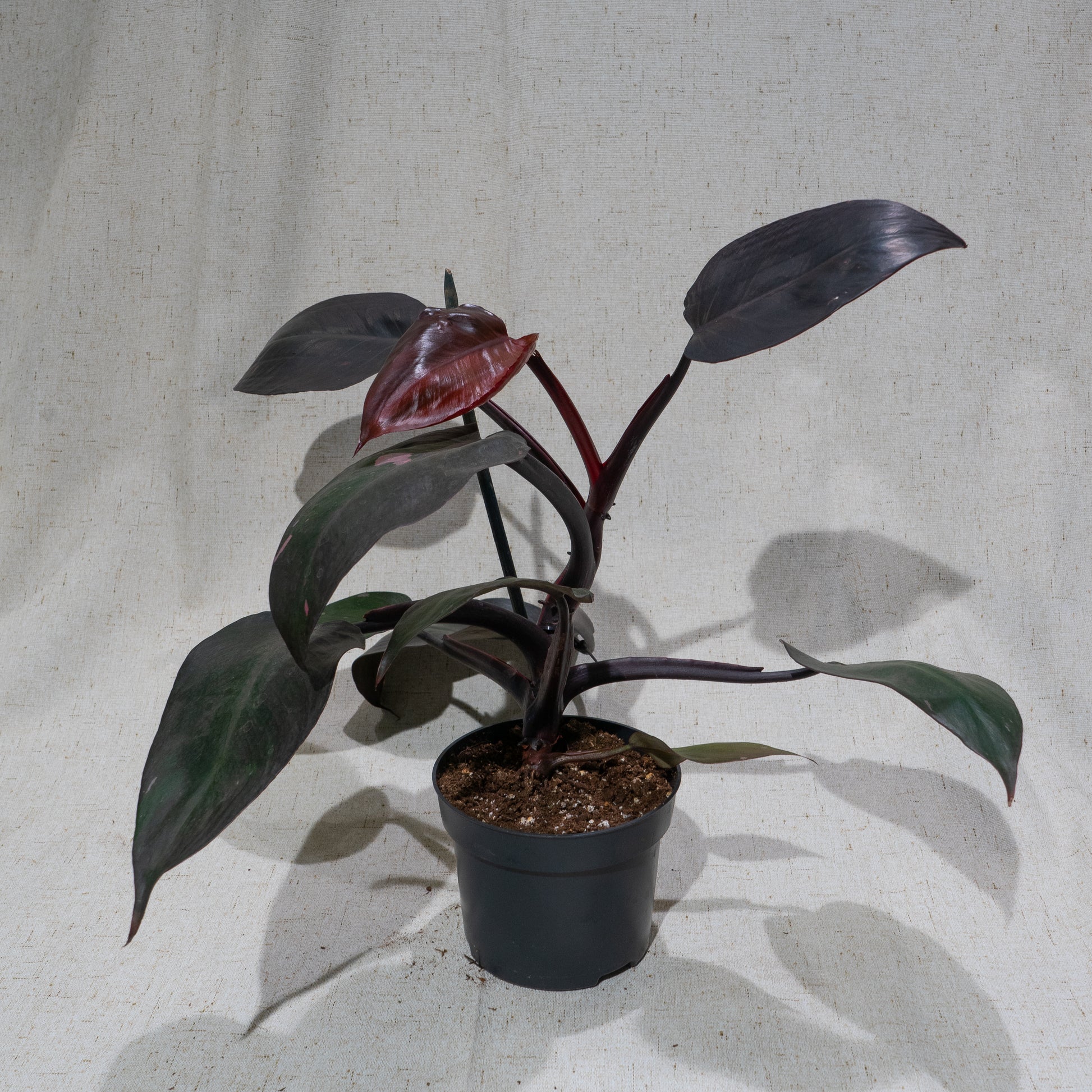 Pink Princess Philo (Philodendron erubescens) in a 5 inch pot. Indoor plant for sale by Promise Supply for delivery and pickup in Toronto