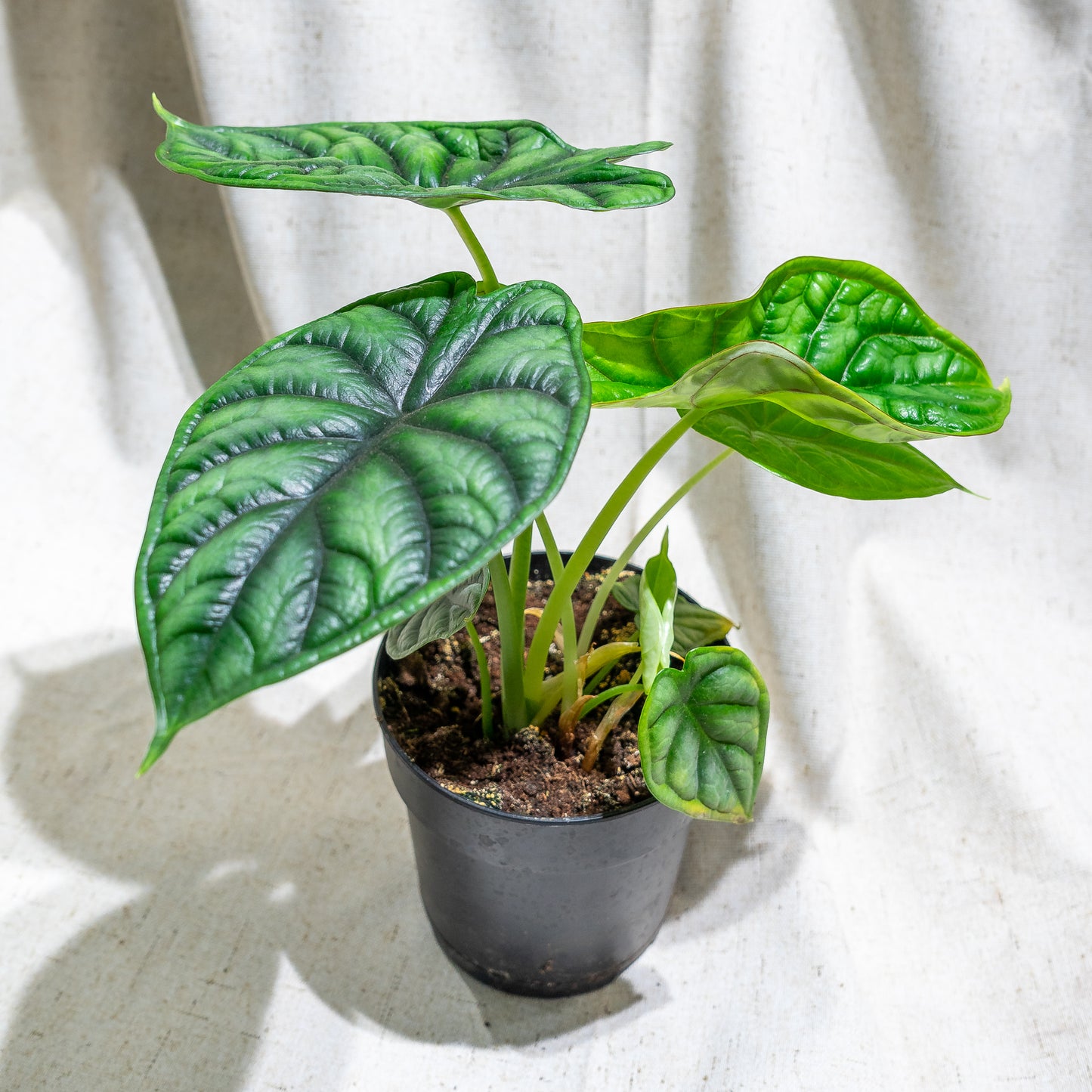 Elephant Ear, Dragon Scale Alocasia (Alocasia reginula) in a 5 inch pot. Indoor plant for sale by Promise Supply for delivery and pickup in Toronto
