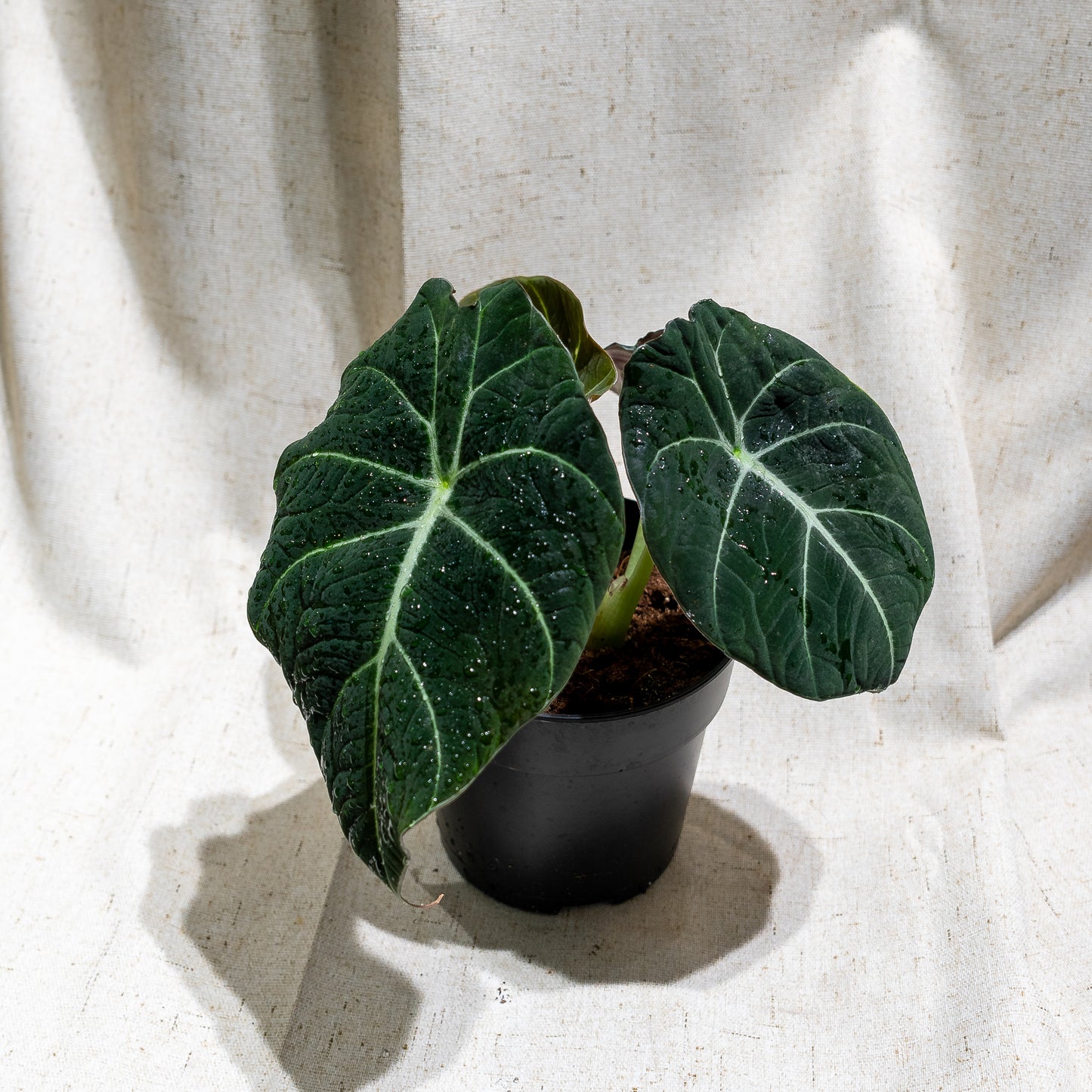 Elephant Ear, Black Velvet Alocasia, Little Queen (Alocasia reginula) in a 5 inch pot. Indoor plant for sale by Promise Supply for delivery and pickup in Toronto