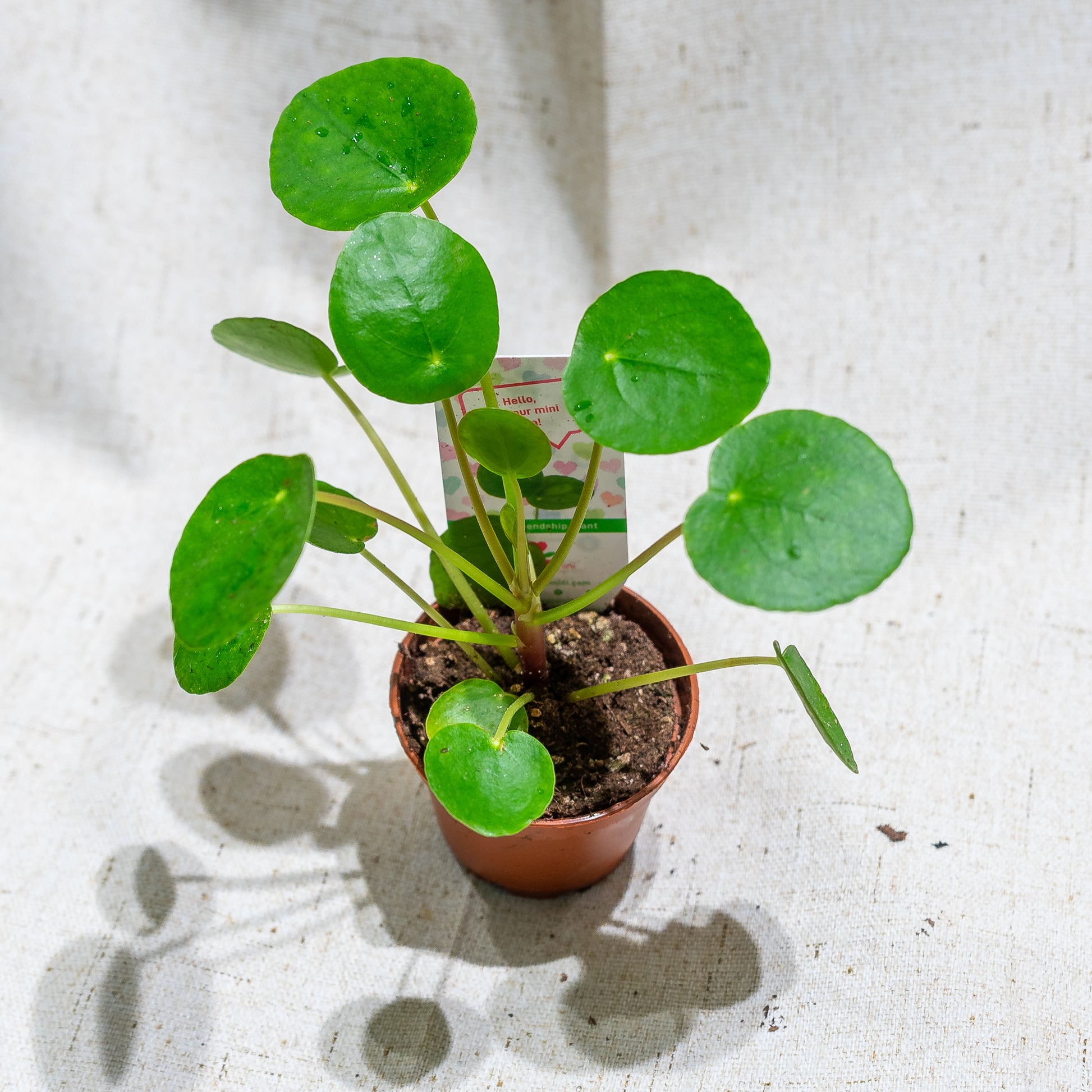 Pass it On Plant (Pilea peperomioides) in a 2 inch pot. Indoor plant for sale by Promise Supply for delivery and pickup in Toronto