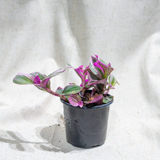 Bubblegum Wandering Dude (Tradescantia) in a 4 inch pot. Indoor plant for sale by Promise Supply for delivery and pickup in Toronto