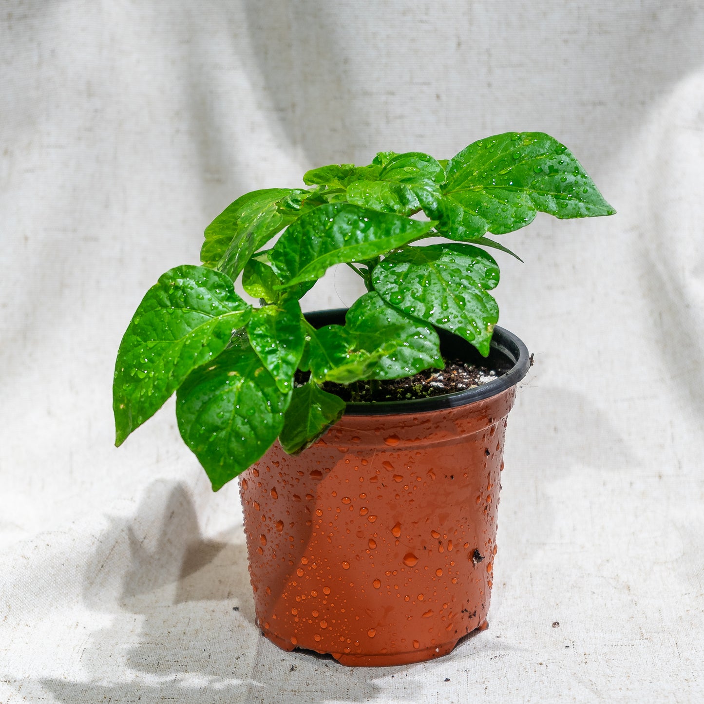 Scotch Bonnet Jamaican Hot Pepper: Capsicum ssp - 5 inch pot