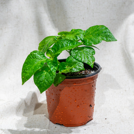 Scotch Bonnet Jamaican Hot Pepper: Capsicum ssp - 5 inch pot