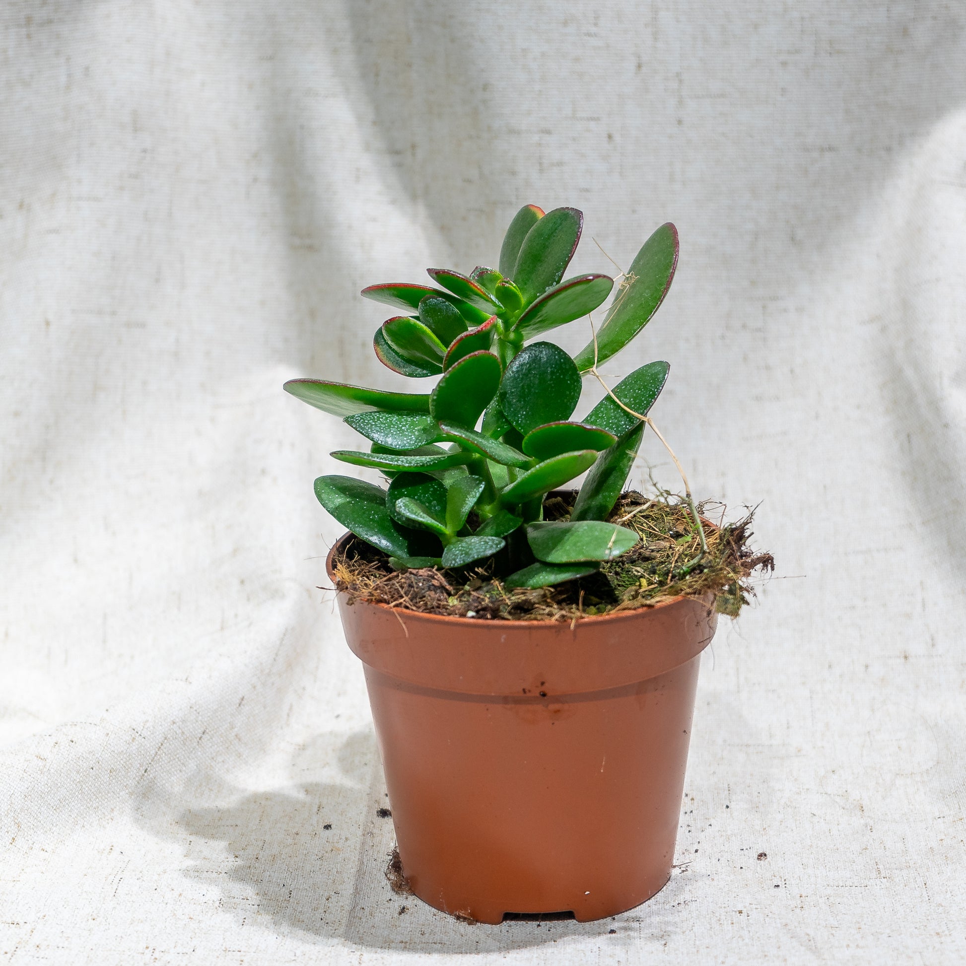 Jade Plant (Crassula ovata) in a 5 inch pot. Indoor plant for sale by Promise Supply for delivery and pickup in Toronto